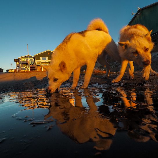 Cachorros de perro de Groenlandia al atardecer, Groenlandia