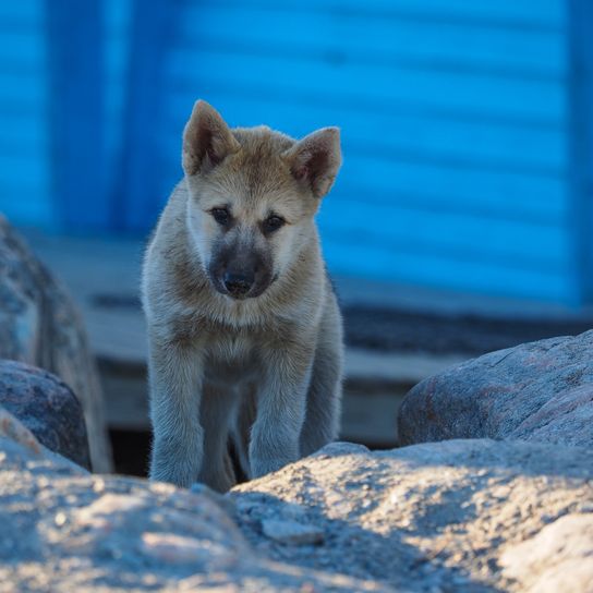 Cachorro de perro groenlandés, Ilulissat, Groenlandia