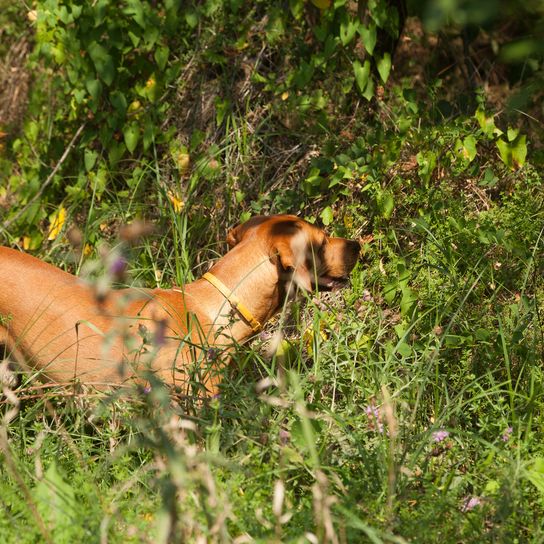 Sabueso serbio cazando en el bosque