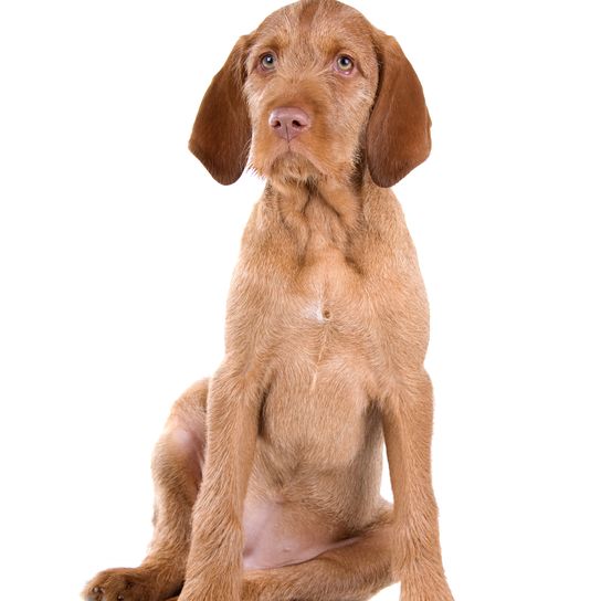 Vizsla de pelo duro (Vizsla húngaro de pelo duro) cachorro