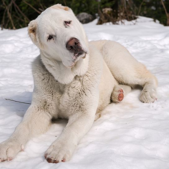 El cachorro mira interrogante. (Perro macho de 7 meses) Alabai - Perro pastor de Asia Central
