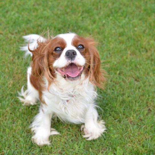 Perro feliz en un prado Perro feliz - Cavalier King Charles Spaniel - de pie sobre un césped verde y comunicando