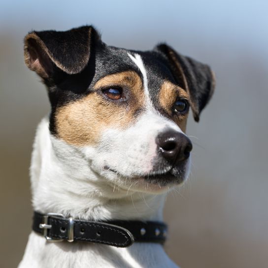 Perro de raza sano fotografiado al aire libre en la naturaleza en un día soleado.