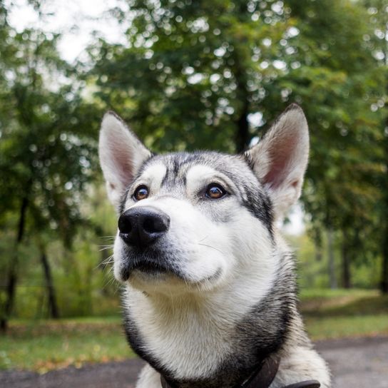 Primer plano de una laika de Siberia Oriental paseando por el parque