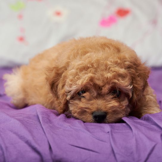 Bonito cachorrito de caniche tumbado en la cama de casa, primer plano