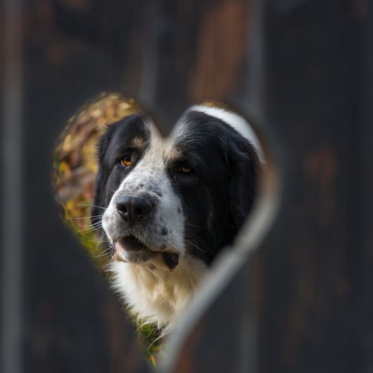 Retrato de un perro pastor rumano miorita en forma de corazón de una valla
