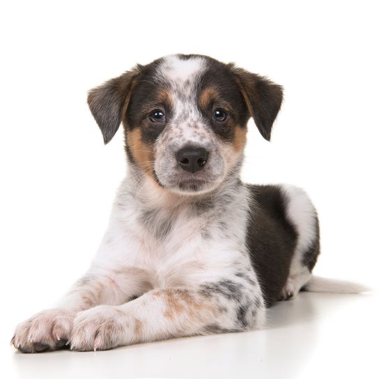 Lindo cachorro de perro pastor australiano mezcla de perro boyero australiano tumbado mirando a la cámara sobre fondo blanco