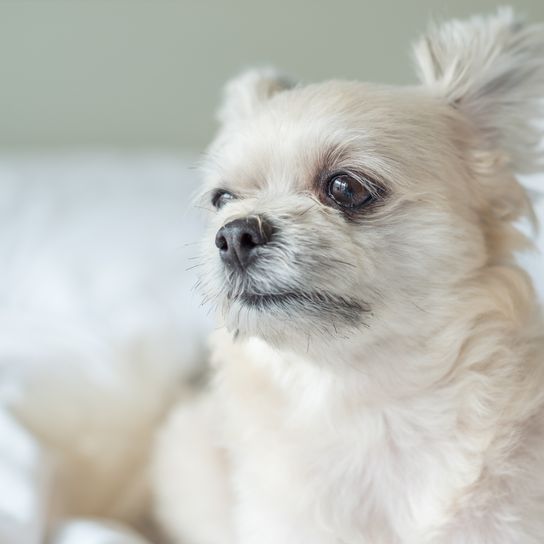 Perro tan mono mestizo con Shih-Tzu, Pomerania y Caniche sentado o durmiendo tumbado en la cama con velo blanco y mirando algo con interés en la cama del dormitorio de casa o del hotel