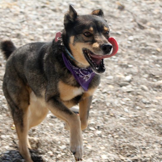 Rescate de Husky Redweiller de raza mixta con pañuelo en la cabeza jugando al aire libre