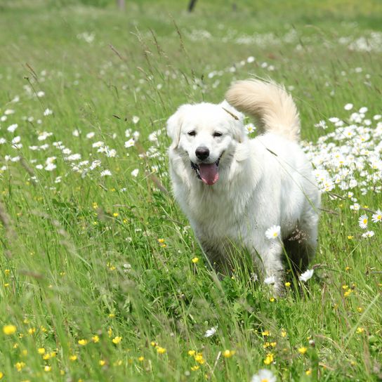 Chuvach eslovaco de pie y sonriendo entre flores blancas