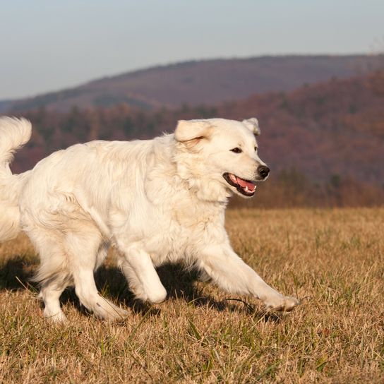 Hermoso perro blanco corriendo por el prado