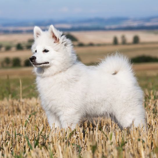 Retrato de un simpático Spitz alemán