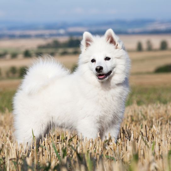 Retrato de un simpático Spitz alemán