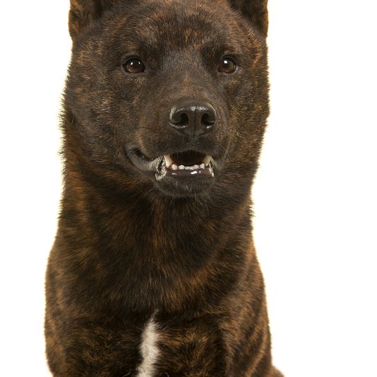 Retrato de un perro macho Kai Ken, la raza nacional japonesa, mirando hacia otro lado, aislado sobre fondo blanco en una imagen vertical