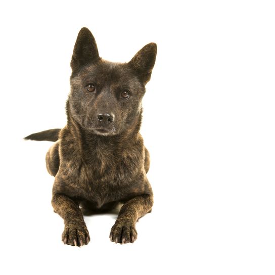 Perro Kai Ken hembra, la raza nacional japonesa, tumbado y mirando a la cámara de frente, aislado sobre fondo blanco