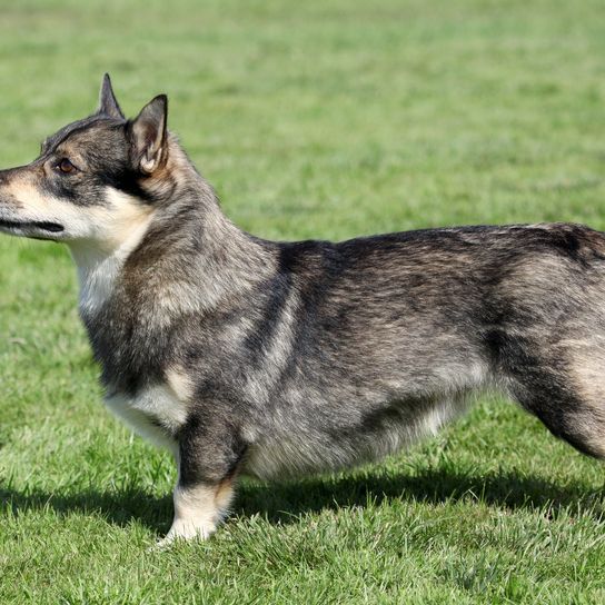 Vallhund sueco Típico Vallhund sueco en el jardín