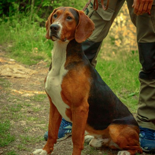 Sabueso tricolor serbio. Perro de caza macho.