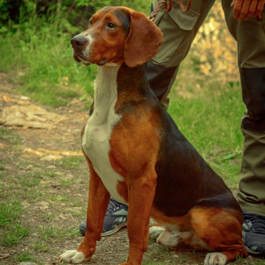 Sabueso tricolor serbio. Perro de caza macho. Perro de pura raza.