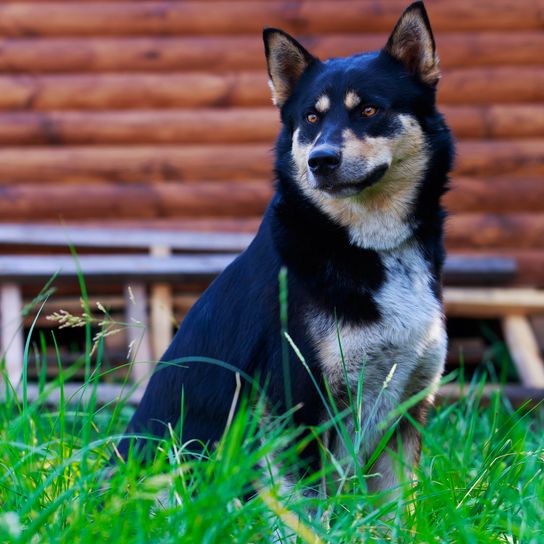 Raza canina Laika siberiano oriental Primer plano
