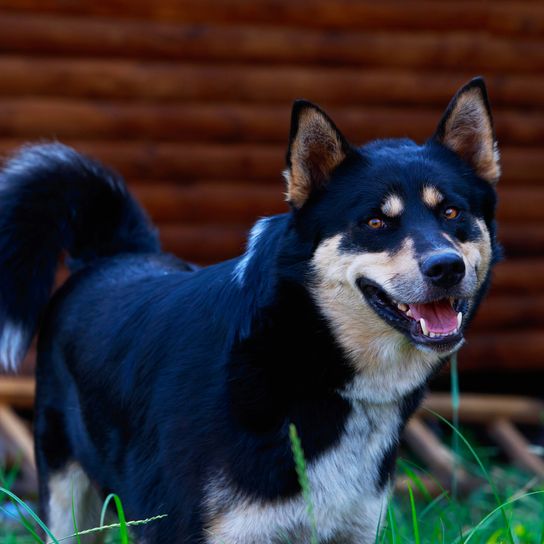 Raza canina Laika siberiano oriental Primer plano