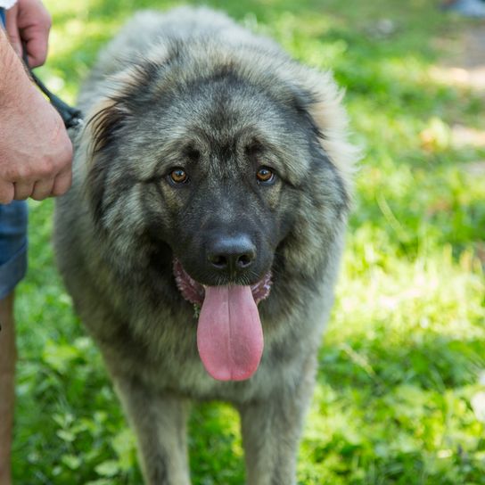 Retrato del perro de Sarplaninac, perro pastor ilirio, perro pastor yugoslavo de paseo.