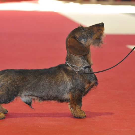 El perro salchicha Kanichen se exhibe en el ring