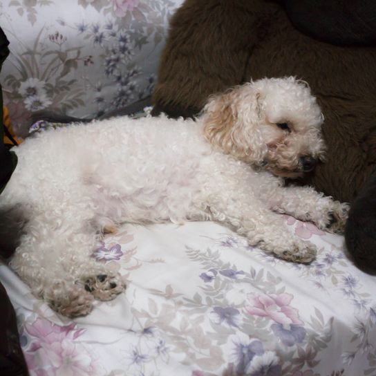 Bonito cachorro durmiendo