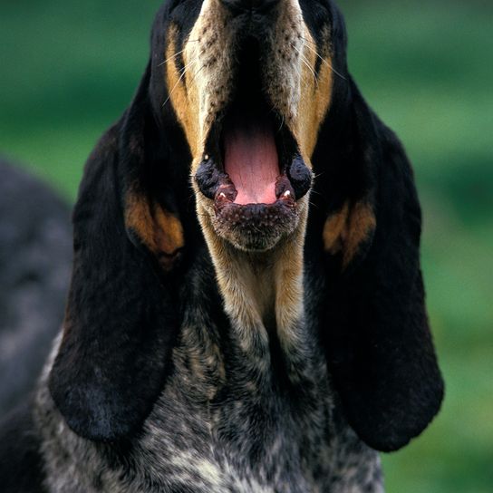 PEQUEÑO AZUL DE GASCUÑA PERRITO AZUL, ADULTO BOSTEZANDO
