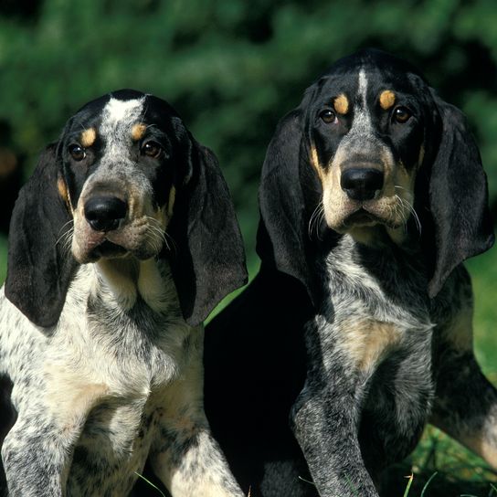 PEQUEÑO AZUL DE GASCUÑA PEQUEÑO PERRO GASSI AZUL, ADULTO SENTADO EN LA HIERBA