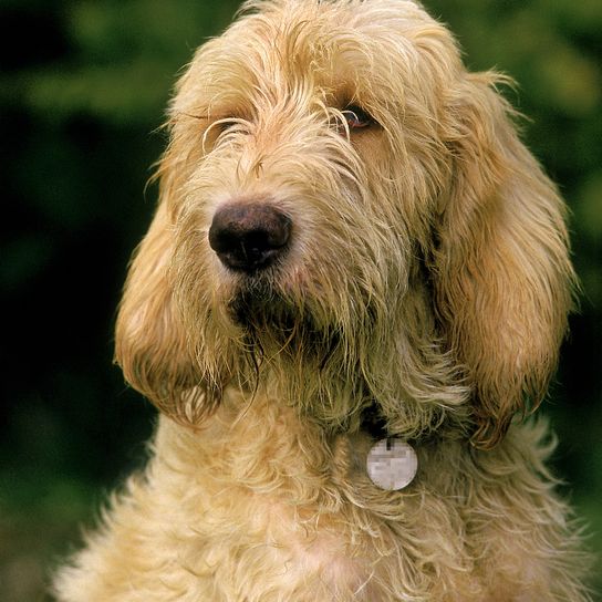 BUITRE LEONADO GRANDE, ADULTO CON COLLAR