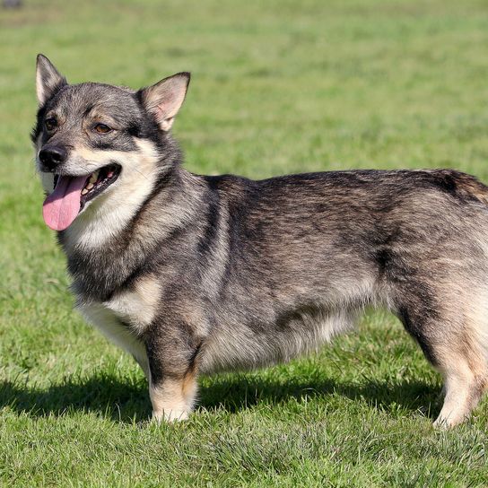 El típico Vallhund sueco en el jardín El retrato de un típico Vallhund sueco en el jardín