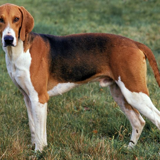 Perro Poitevin, macho de pie sobre la hierba