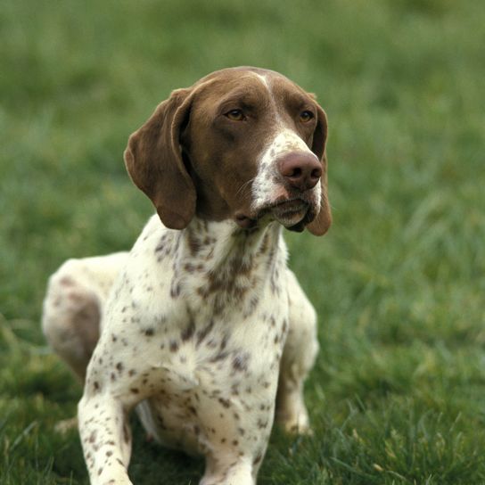 Perro de muestra francés tipo pirenaico, adulto tumbado en la hierba