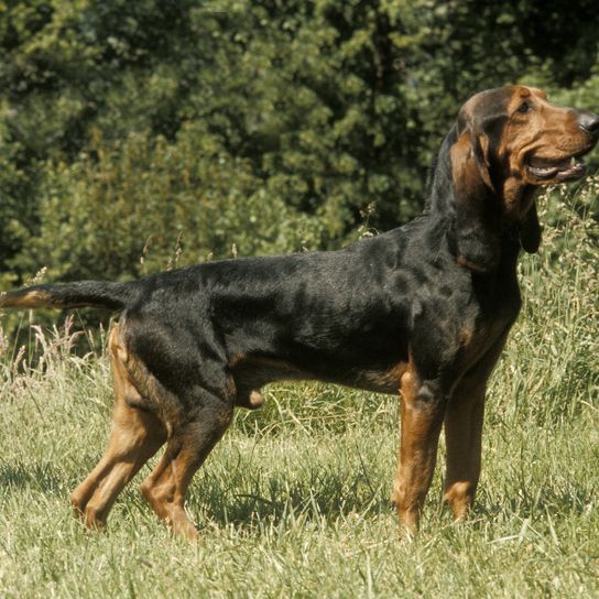 Sabueso del Jura o Bruno, raza suiza