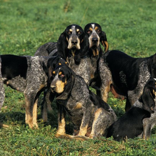 Pequeño perro azul gascón, perro de pie sobre la hierba Pequeño perro azul gascón, perro de pie sobre la hierba