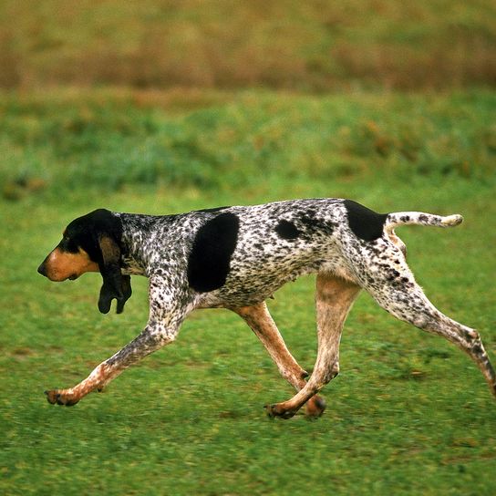 Pequeño perro gascón saintongeois corriendo sobre la hierba
