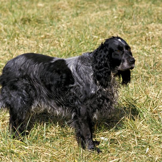 Perro de raza Spaniel de Picardía azul de pie sobre la hierba