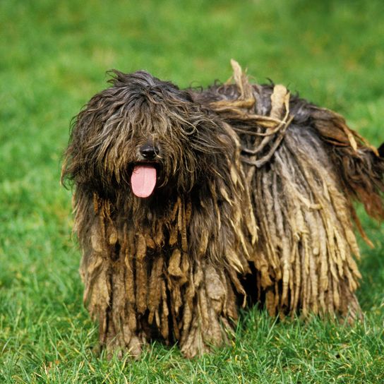 Perro pastor de Bérgamo o perro pastor de Bérgamo, perro de pie sobre la hierba