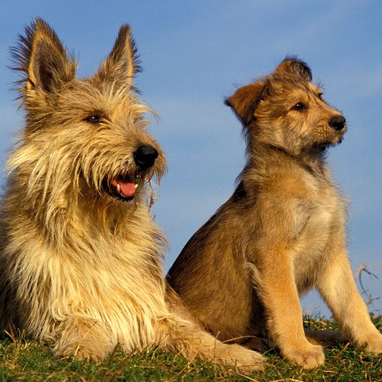 Perro pastor de Picardía, madre con cachorro