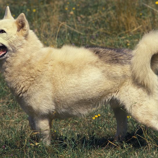 Perro de Groenlandia de pie sobre la hierba