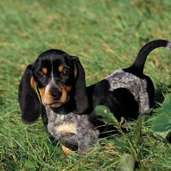 Perro Basset Azul de Gascuña o Basset Bleu de Gascogne, cachorro de pie sobre la hierba