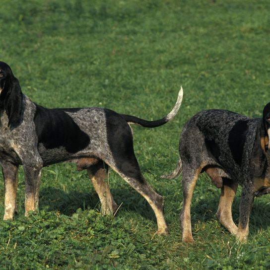 Pequeño perro azul gascón, perro de pie sobre la hierba Pequeño perro azul gascón, perro de pie sobre la hierba