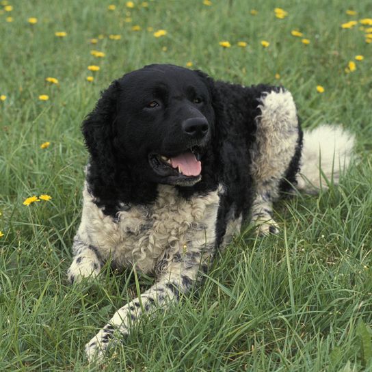 Perro de agua frisón tumbado en la hierba