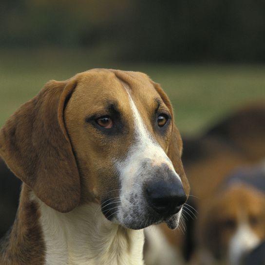 Perro Poitevin, fondo natural