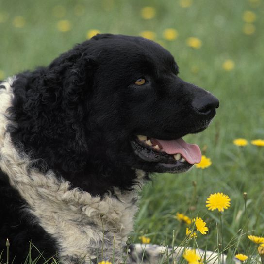 Perro de agua frisón tumbado sobre hierba con flores amarillas