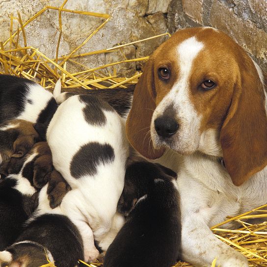 Sabueso de Artois, madre y cachorros mamando
