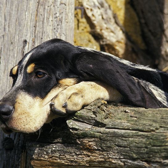 Gran perro azul gascón