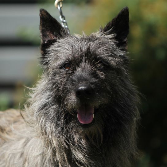 Bouvier des Ardennes en posición de exhibición