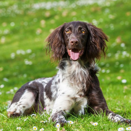 Pequeño perro de Münsterländer en un prado