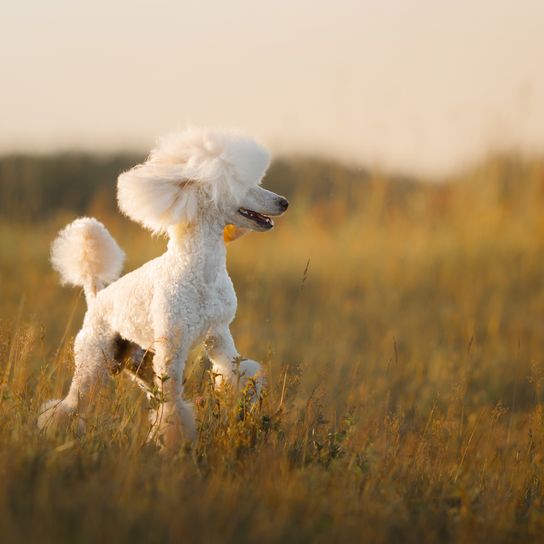 Pequeño caniche blanco en el prado. Mascota en la naturaleza.